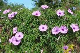 Image result for Ipomoea coptica