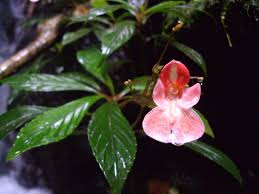 Image result for Impatiens psychadelphoides