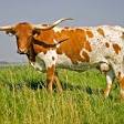 Texas Longhorn