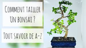 The bonsai tree comes with both standard green leaves or they can be switched out to cherry blossoms. Tailler Un Bonsai Tout Savoir De A A Z Youtube