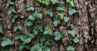 11 Plants That Are Toxic To Your Pet - Bc Spca