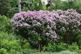 Image result for Syringa prestoniae