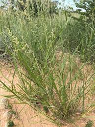 Image result for Eragrostis echinochloidea