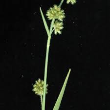 Image result for Fuirena pachyrrhiza