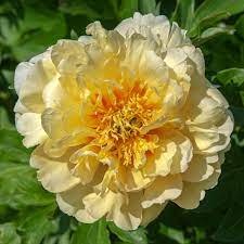 Our absolute favorite ivory white peony in a vase. 15 Beautiful Varieties Of Peony