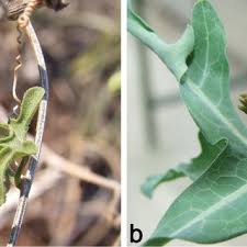 Image result for Coccinia adoensis