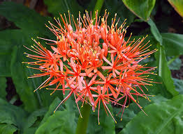 Image result for Scadoxus multiflorus