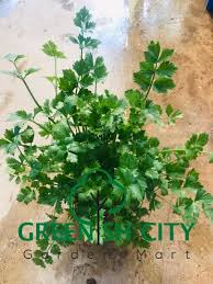 Inilah deretan manfaat daun ketumbar yang tidak boleh anda lewatkan. Gnc Corriander Leaf Herbs Plant Daun Ketumbar Daun Sup Pokok Herba Shopee Malaysia