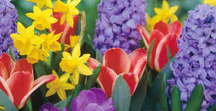 Quali sono i fiori di stagione che annunciano la primavera? Primi Fiori Di Primavera Radio Company Easy