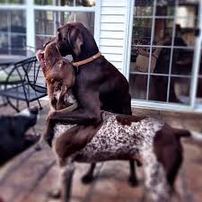 Chocolate Lab Gsp German Shorthaired Pointer German Shorthaired Pointer Dog Gsp Dogs