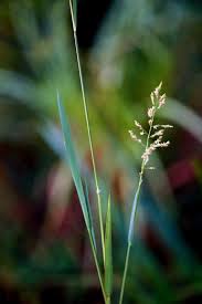 Image result for Blyxa hexandra