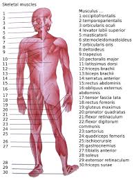 list of skeletal muscles of the human body wikipedia