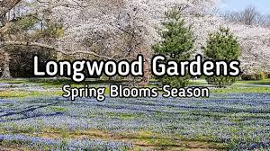 Longwood gardens is an american botanical garden. Longwood Gardens Spring Blooms Season Youtube