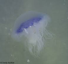 Jellyfish Species Britishseafishing Co Uk