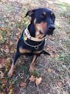 Doberman Lab Mix | Shop for your Cause
