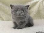 British Shorthair - Price, Personality, Lifespan