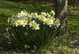 What Is The Difference Between Daffodil Jonquil And Narcissus Jonquil Flowers Daffodil Bulbs Daffodils