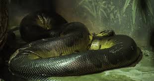 De cette créature remarquable les conclusions défient la science moderne source before it's news le 29 mars 2015 les. Il Peut Mesurer 8 Metres Et Terrifie L Amazonie Voici Le Plus Grand Serpent Du Monde