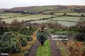 Brian Else prepares to cut down a tree at the Dartmoor Christmas Tree...  News Photo
