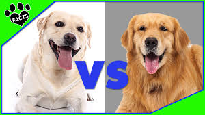 Labrador Retriever Vs Golden Retriever Dog Vs Dog Comparison Animal Facts In 2020 Labrador Retriever Golden Retriever Vs Labrador Dog Vs Dog