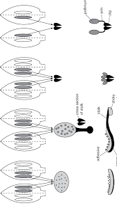 Image result for Apocynaceae subfamilies Apocynoideae and Rauvolfioideae