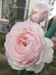 Misaki In My Garden Japanese Rose Rose Japanese Rose Wonderful Flowers