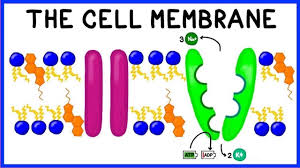 Cell membrane ingredient detected in space. Cell Membrane Structure Function And The Fluid Mosaic Model Youtube