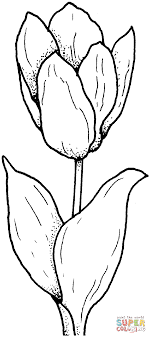 Tulip Coloring Page From Tulip Category Select From 29755 Printable Crafts Of Cartoons Nature Animals Bible And Many More Resim