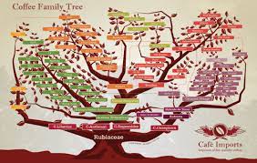 Starbucks coffee machines baristanet familysearch family tree. Coffee Family Tree Coffee Varieties Robusta Coffee Arabica Coffee