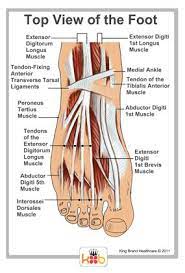 Anatomy Of The Top Of The Foot Tendonitis Foot Tendonitis Treatment Healing Plantar Fasciitis