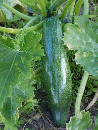 So, zucchini works in a variety of soups, stews, and sauces. Zucchini Definition And Synonyms Of Zucchini In The English Dictionary