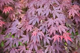 Maybe you would like to learn more about one of these? Acer Palmatum Shaina Japanese Maple