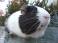 Image of What is the average lifespan of a guinea pig?