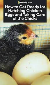 Pin On Chickens Etc