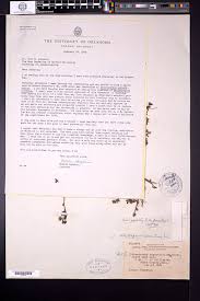 Image result for Euploca katangensis