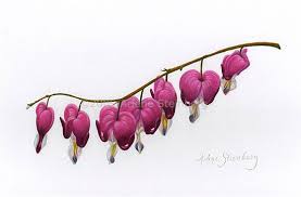 Google Image Result For Http Www Arlenesteinberg Com Drawings Bleedinghearts Jpg Bleeding Heart Flower Bleeding Heart Tattoo Heart Flower Tattoo
