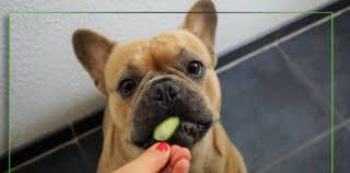 Dog food websites best list. Dog Food Advisor Archives Your Pet Planet
