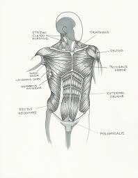 The muscles (and associated muscle tissues) labelled in the posterior muscles diagram shown above are listed in bold the following table by part of the body: Muscles Of The Neck And Torso Anatomy Assignment Illustrat Flickr