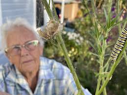 Grow a milkweed and lift the monarch butterfly onto new wings, advocates  octogenarian conservationist