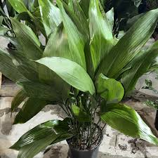 Image result for Aspidistra elatior