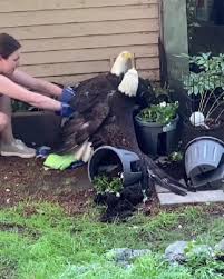 Two Mighty Bald Eagles Engage In A Battle So Intense They Get Entangled Together