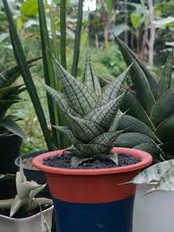 Image result for Sansevieria dooneri