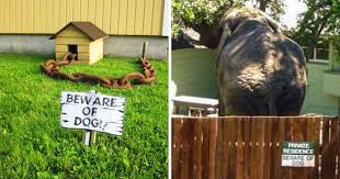 Beware of pit bulls they will. 15 Funny Beware Of The Dog Signs And The Very Dangerous Dogs Behind Them