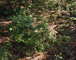 Image result for Croton pseudopulchellus