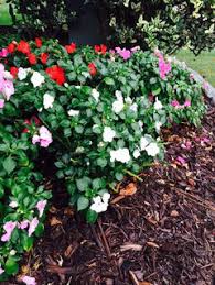 Maybe you would like to learn more about one of these? Are Impatiens Deer Candy