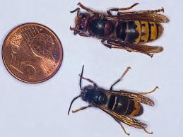 Die tiere dürfen nicht getötet und auch nicht eingefangen werden, so schreibt es das bundesnaturschutzgesetz (bnatschg) vor. Agressive Asiatische Hornissenart Breitet Sich In Deutschland Aus Wunderweib
