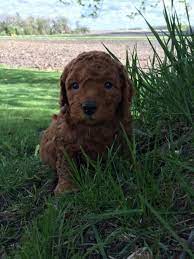 We breed goldendoodle puppies in virginia and washington dc. Miniature Goldendoodlespuppies For Sale Breeder In Iowa Goldendoodle Puppy Goldendoodle Puppy For Sale Mini Goldendoodle Puppies