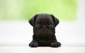 We have an extensive collection of amazing background images carefully chosen by our community. Pug Puppy Wallpapers Hd Wallpaper Cave