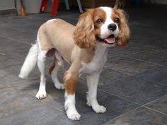 Image Result For King Charles Cavalier Short Haircut King Charles Cavalier Spaniel Puppy King Charles Dog Cavalier King Charles Dog