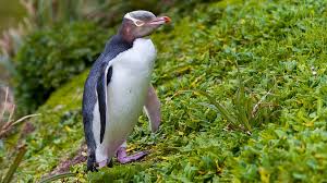 If you press the wrong letter or key, the correct. Bird Of The Year Rare Anti Social Penguin Wins New Zealand Poll Bbc News